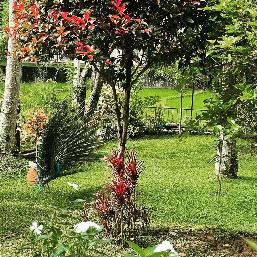 Surveyor'S Residence Bungalow Kandy Exteriér fotografie
